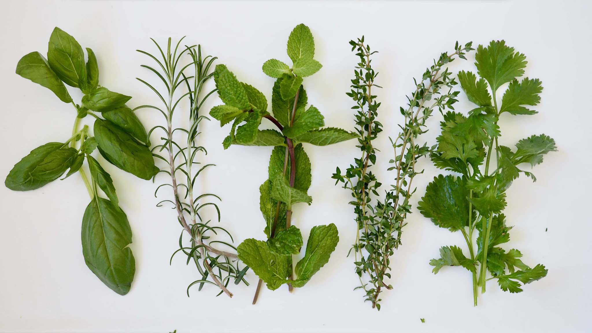 top 5 herbes aromatique bébé